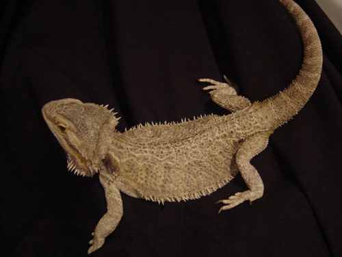 female