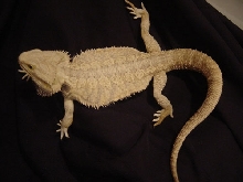 male