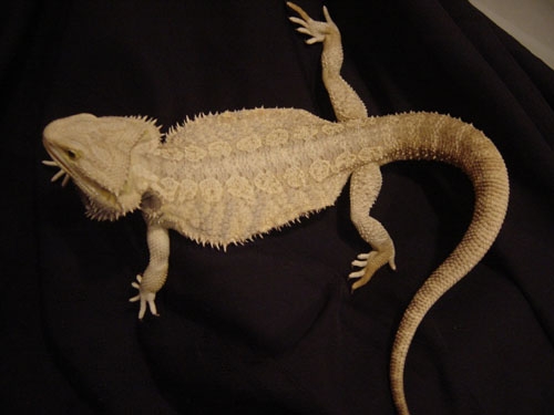 male