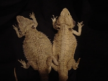 pair
