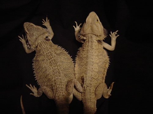 pair