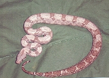 female hogisland