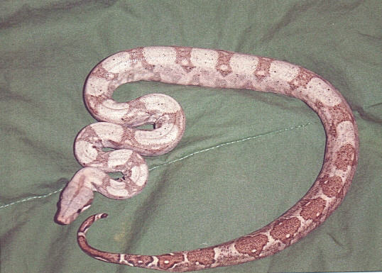 female hogisland