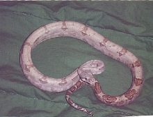 male hogisland