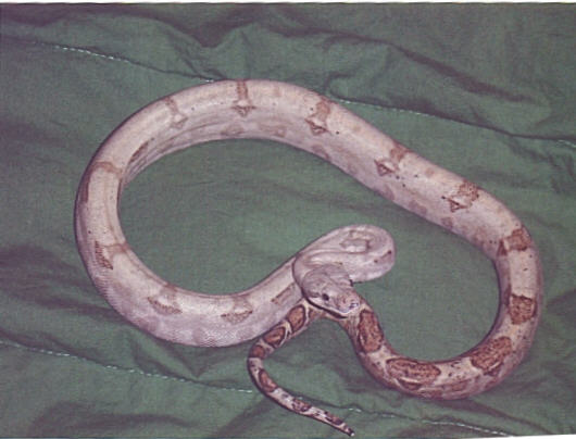 male hogisland