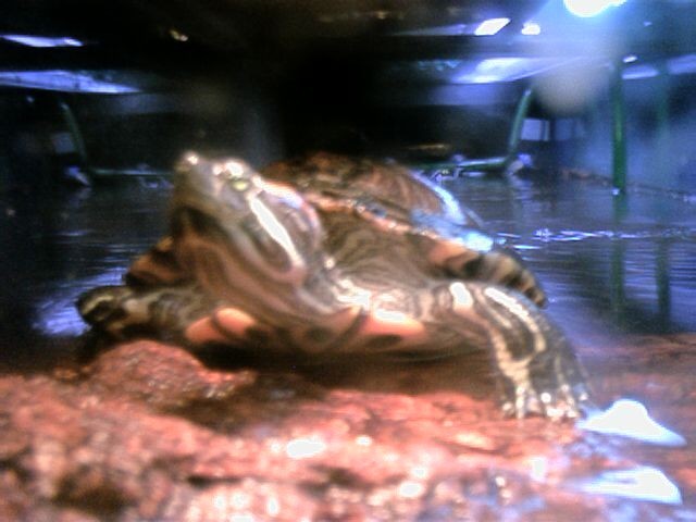 baby out on bark