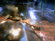 3 of my turtles
