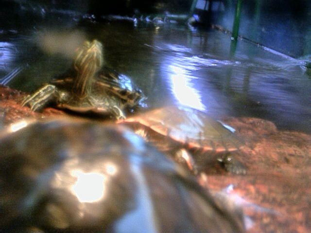 3 of my turtles