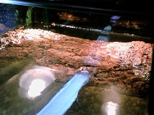 basking area