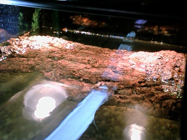 basking area