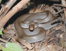 Black Masked Racer