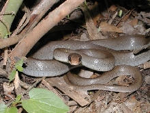 Blacked masked Racer