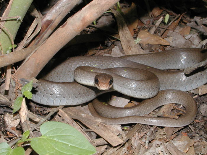 Blacked masked Racer