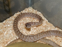 Captive Bred Western Coachwhip
