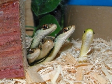 Cute little group