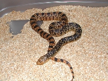 Female Louisiana Pine