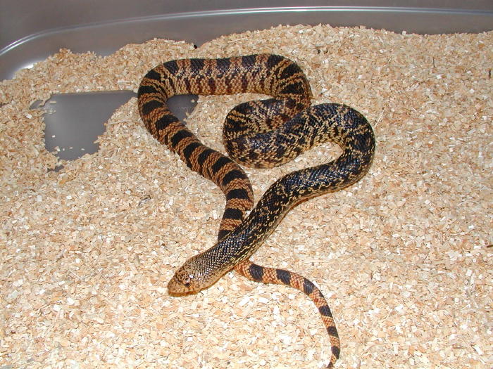 Female Louisiana Pine