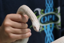 albino_southern_1