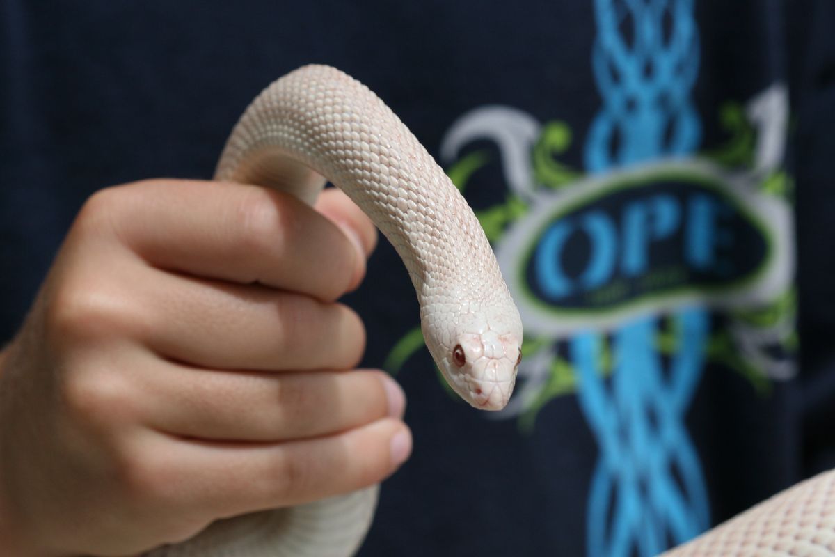 albino_southern_1