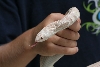 albino_southern_2