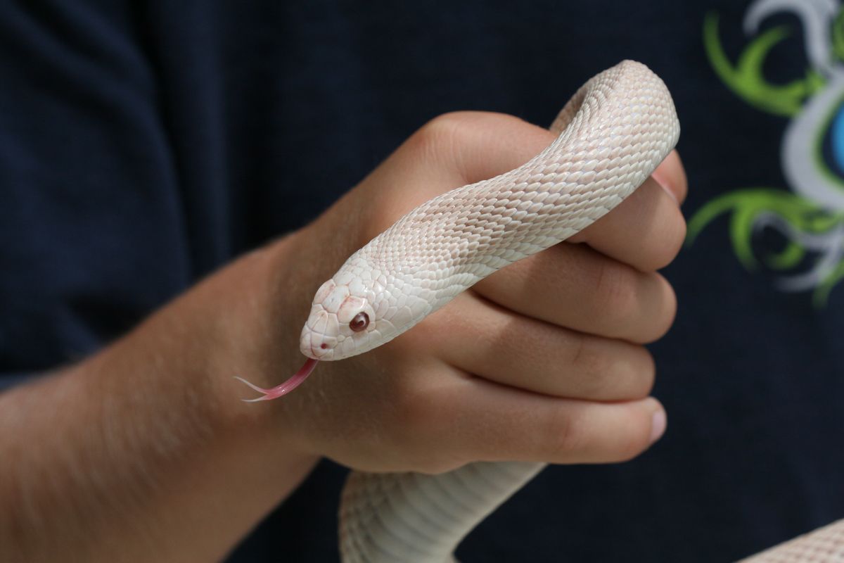 albino_southern_2