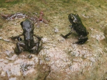 Frogs1