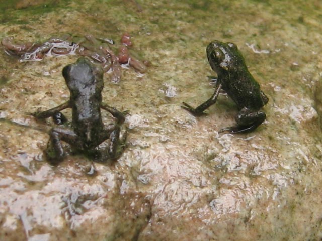 Frogs1