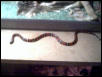 milksnake