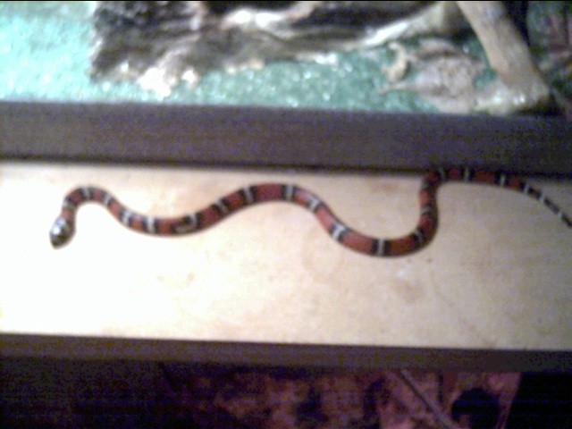 milksnake