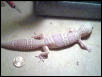albino female 1