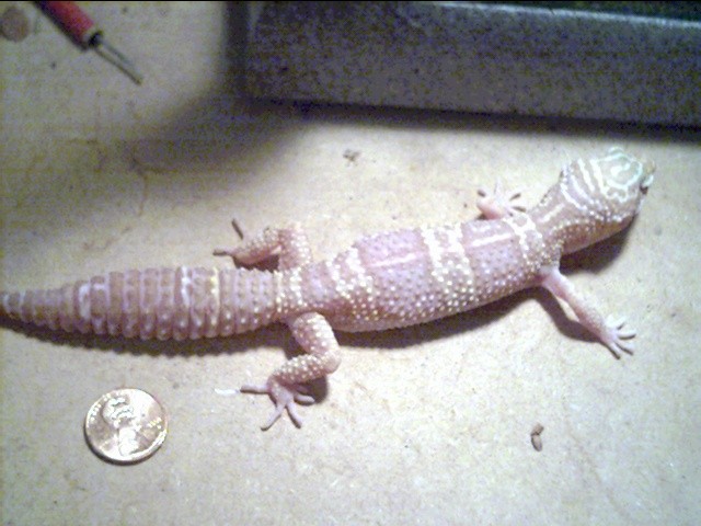 albino female 1