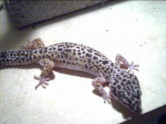 female leopard 1