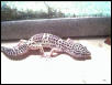 female leopard 2