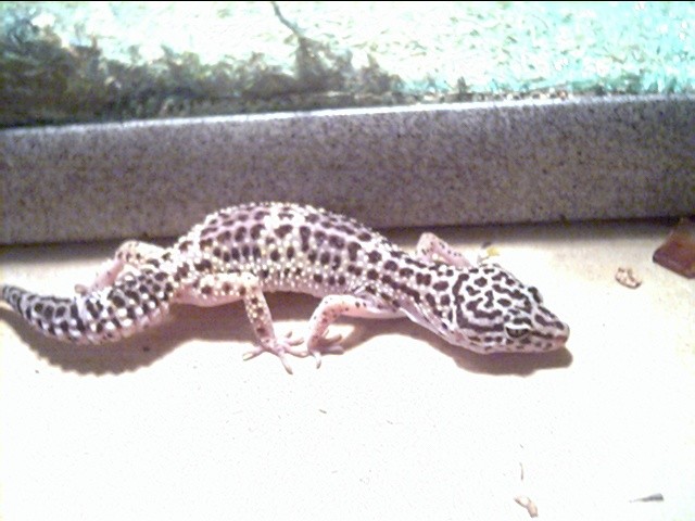 female leopard 2