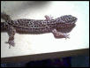 female leopard 3