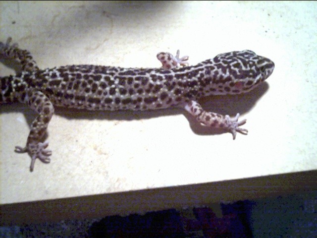 female leopard 3