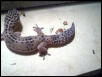 female leopard 5