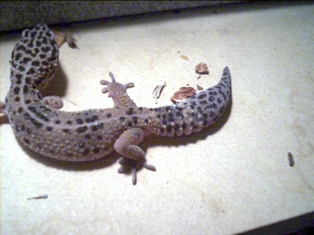 female leopard 5