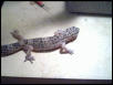 female leopard 6