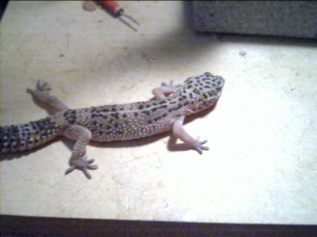 female leopard 6