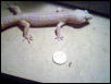 male albino 2