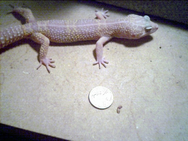 male albino 2