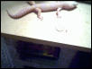 male albino 1