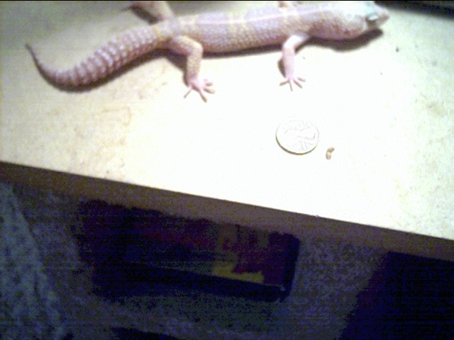 male albino 1