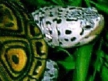 Marbled Terrapin
