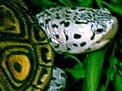 Marbled Terrapin
