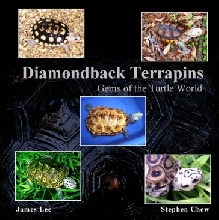 Gems of the Turtle World