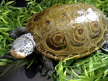 LTC Chesapeake Diamondback Terrapin