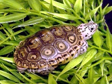 08 Marbled