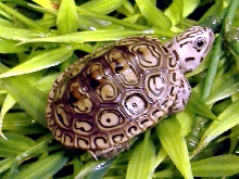 08 Marbled 3